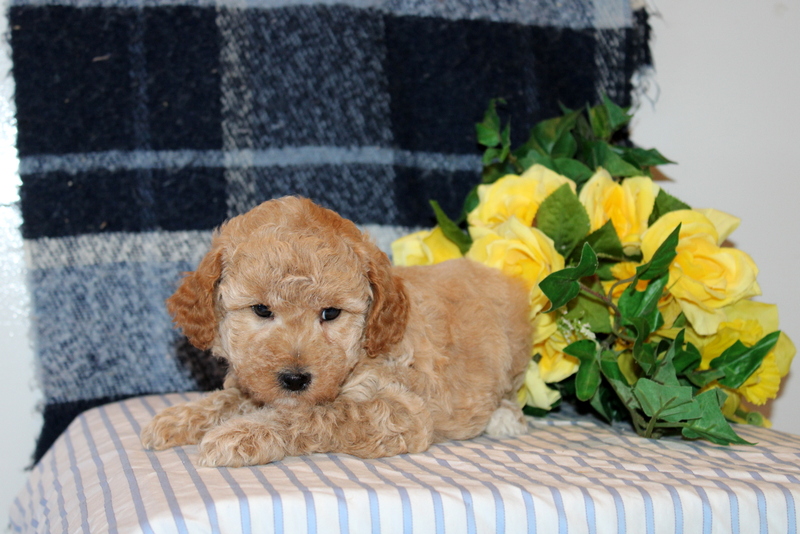 puppy, for, sale, Mini Goldendoodle F1B, Matthew B. Stoltzfus, dog, breeder, Gap, PA, dog-breeder, puppy-for-sale, forsale, nearby, find, puppyfind, locator, puppylocator, aca